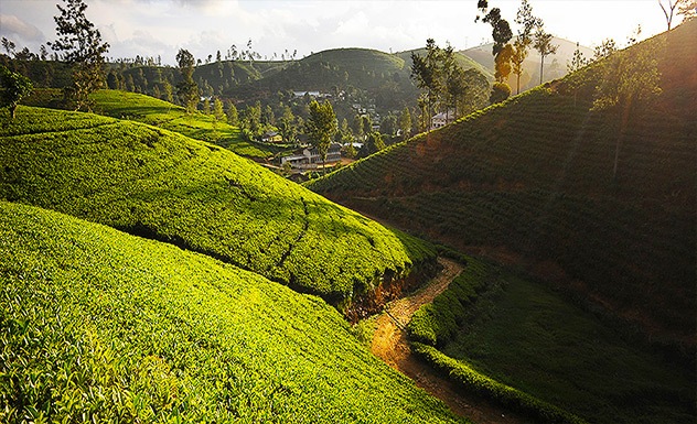 Tea Trails experience: tea factory with a resident planter - Experience - Sri Lanka In Style